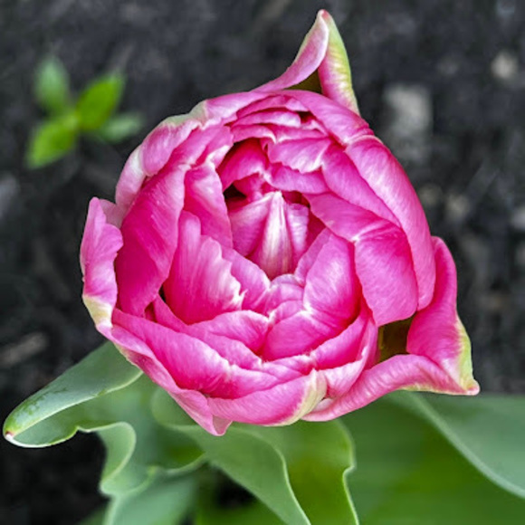 Meet your Posher, Caitlin - Picture 1 of 1